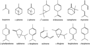 terpenes derived from cannabis