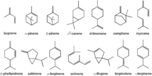 Terpene aus Cannabis