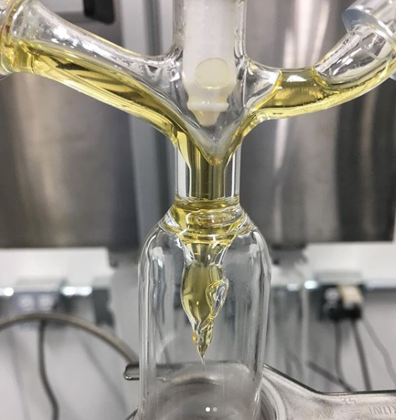 THC Distillate 1