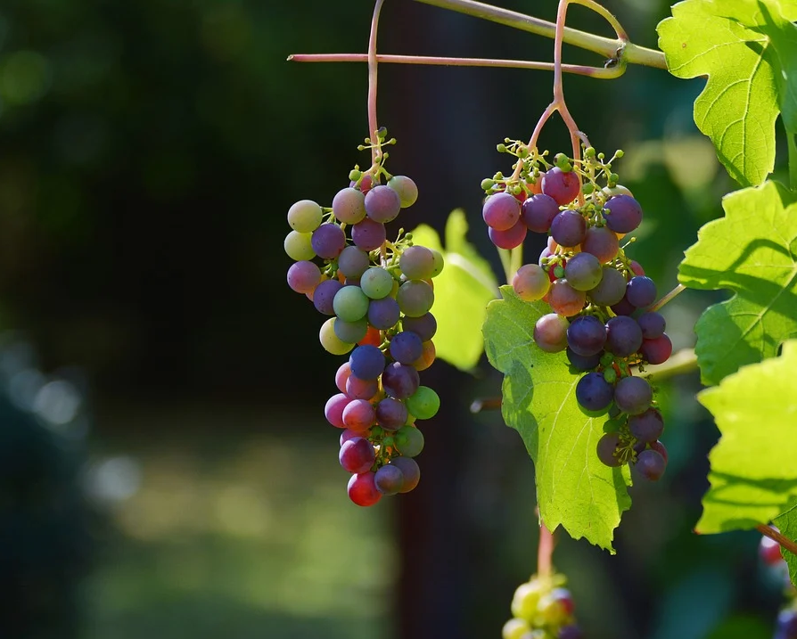 Wine grapes on the vine